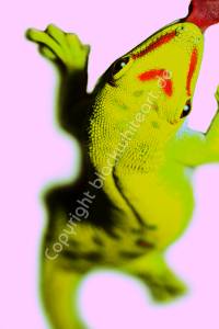 geckocrossrosa 3copy